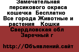 Замечательная персикового окраса кошечка. Бесплатно - Все города Животные и растения » Кошки   . Свердловская обл.,Заречный г.